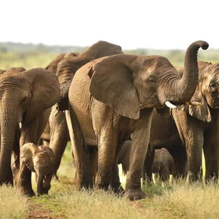 13 Day Tour Safari and Adventure